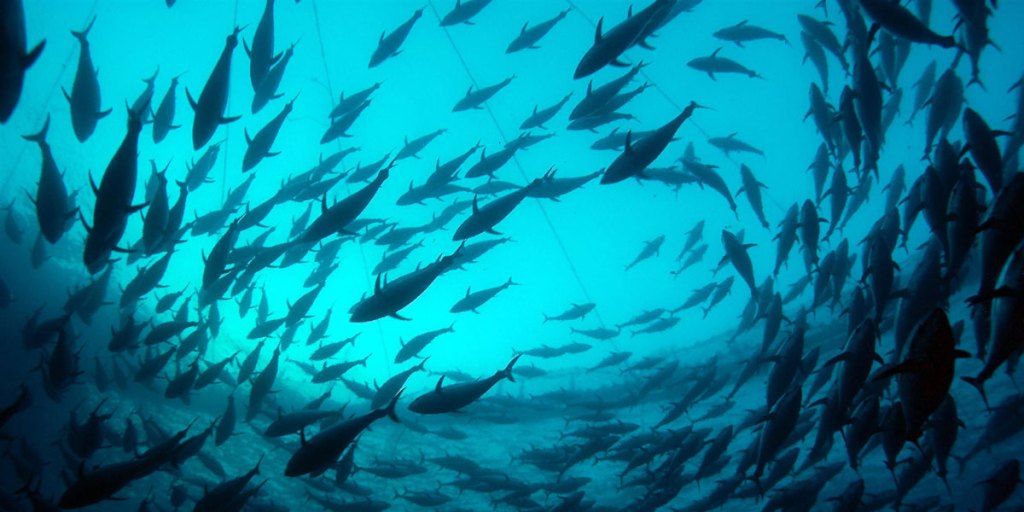 Bluefin tuna swim inside a transport cage.