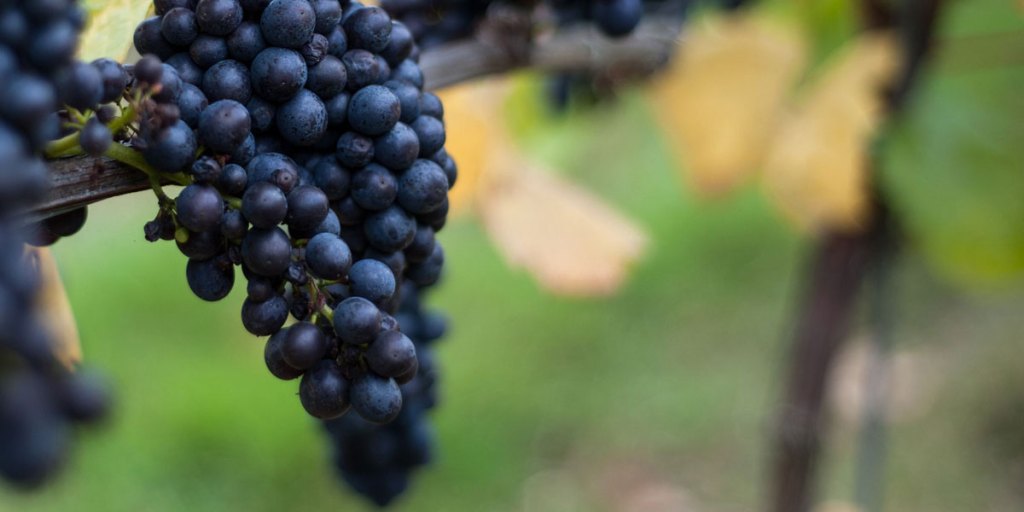 Thumbnail for Another reason to love South Australian wines