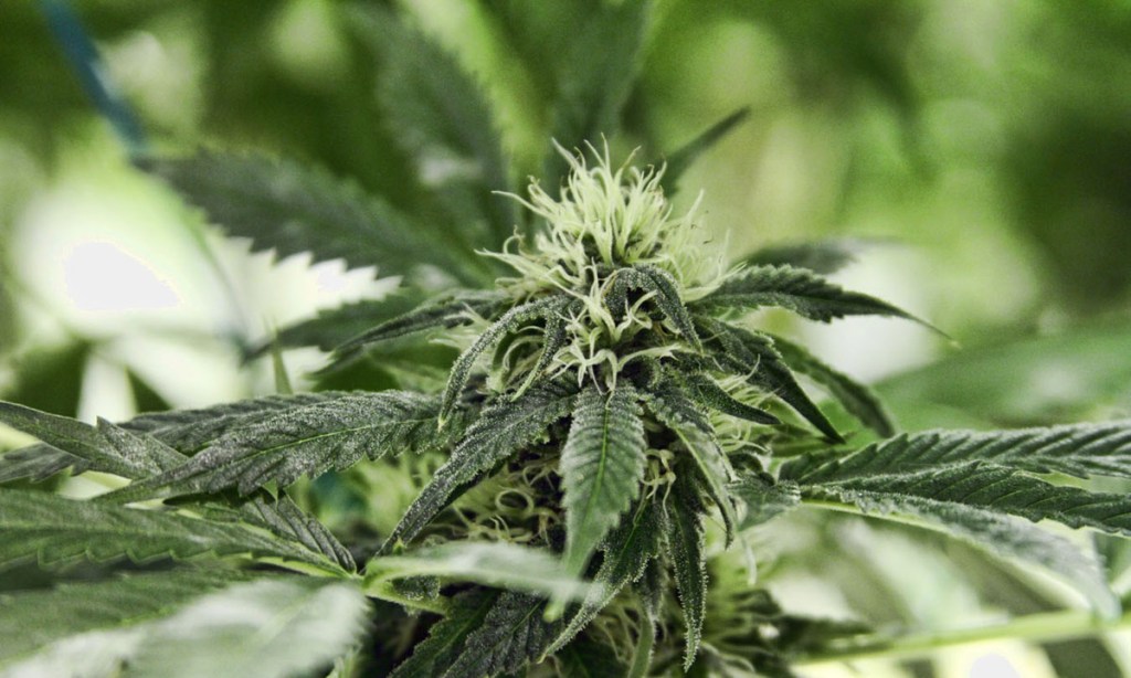Thumbnail for Intoxication: the business of wine and weed