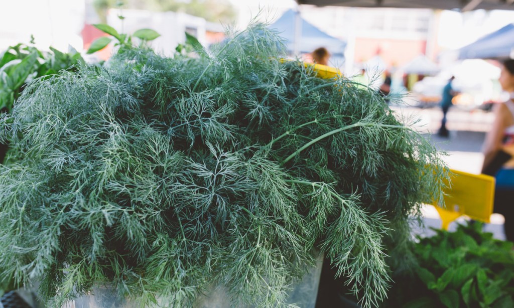 Thumbnail for Fresh at the markets: Dill