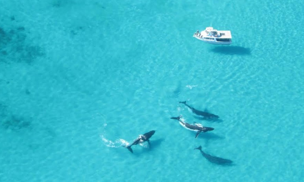 Thumbnail for Swimming with humpback whales trial in WA