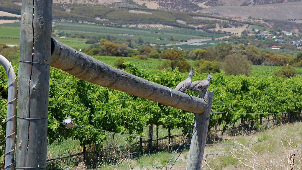 Fleurieu Peninsula vineyard views.