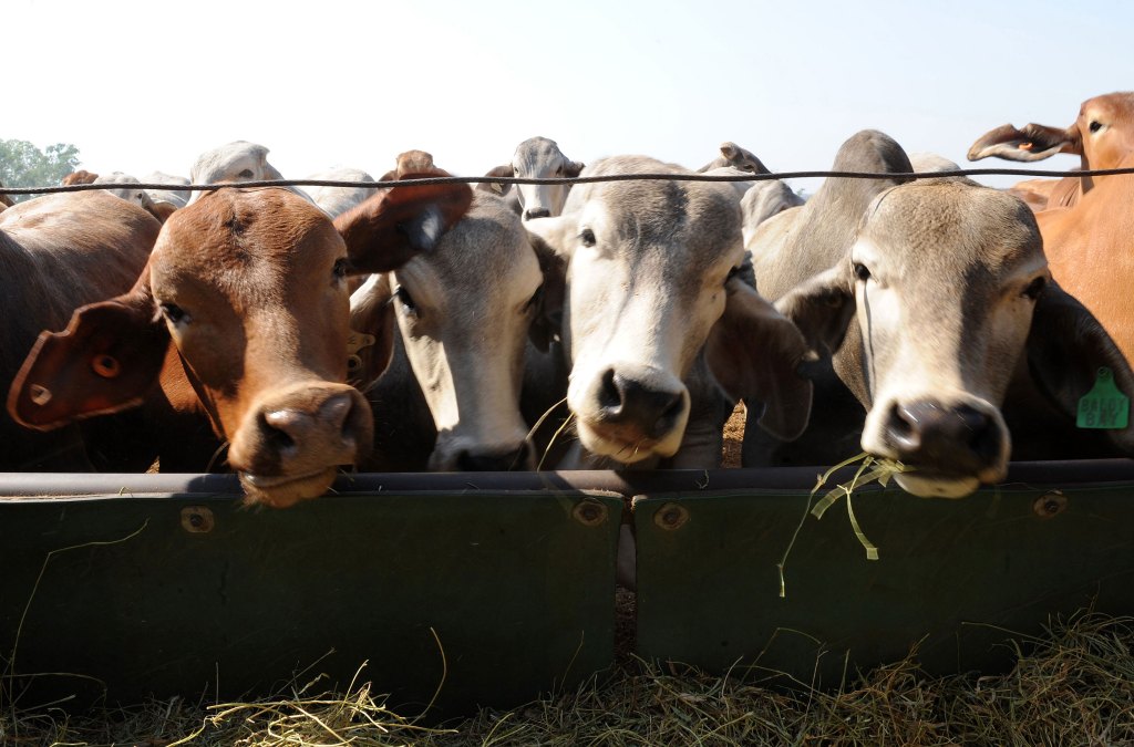 Thumbnail for Biosecurity fears sparks Indonesia border call