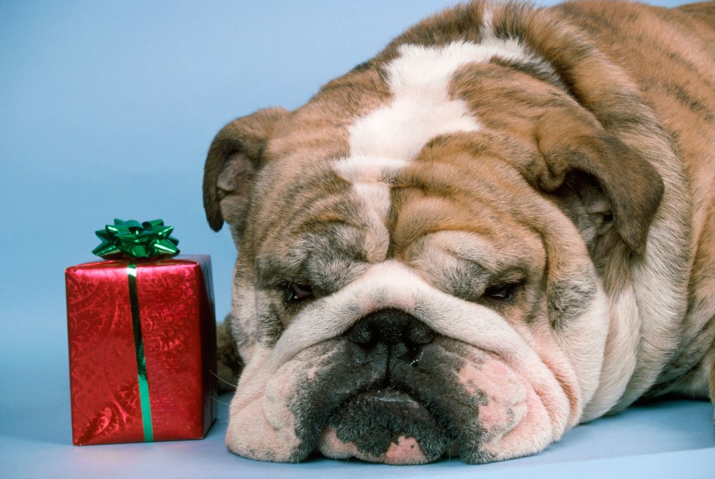 Thumbnail for SA shoppers to spend $2.2 billion this Christmas