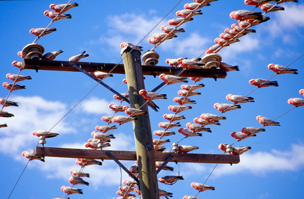 Bird power: animal waste could soon be generating your lights. 