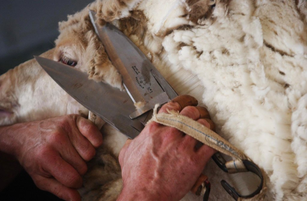 Thumbnail for Travis Dillon takes Ruralco’s reins