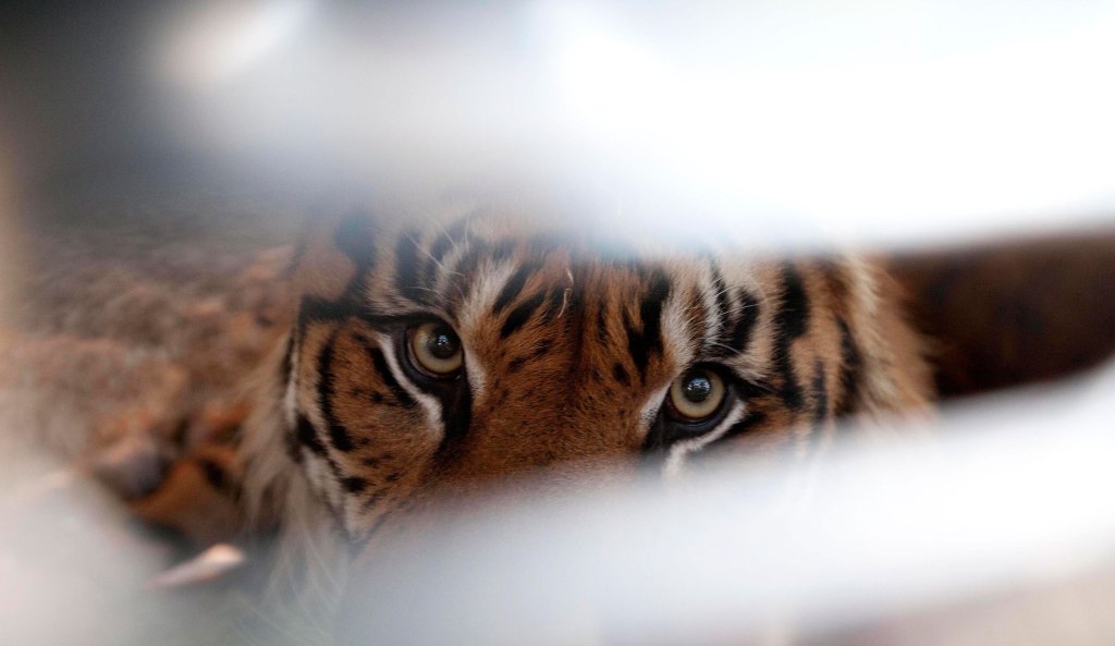 Thumbnail for Like a man trapped by a tiger, Premier in denial over SA woes