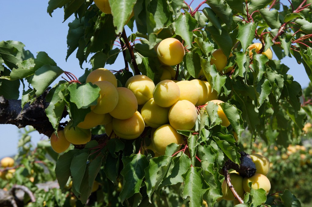 Thumbnail for Raw apricot kernels banned from sale