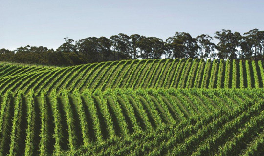 Vineyards in the Adelaide Hills - perhaps one explanation for why the region hosts the happiest electorate in Australia.