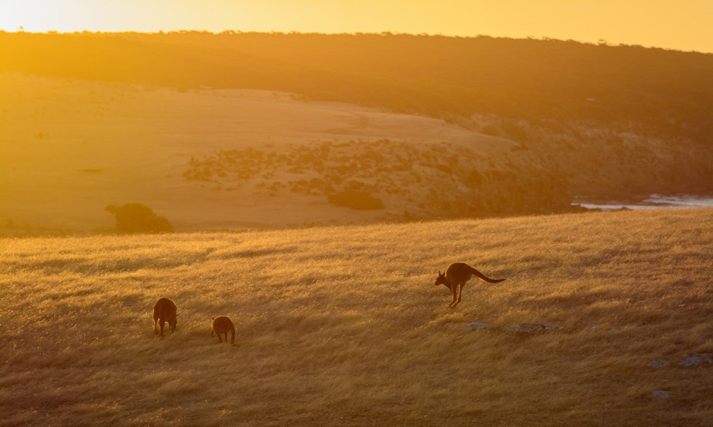 Thumbnail for Power play: Kangaroo Island faces a stark choice