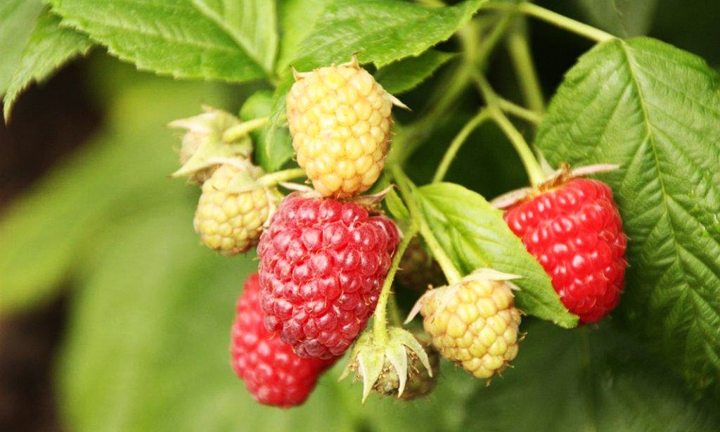Thumbnail for Fresh at the markets: raspberries