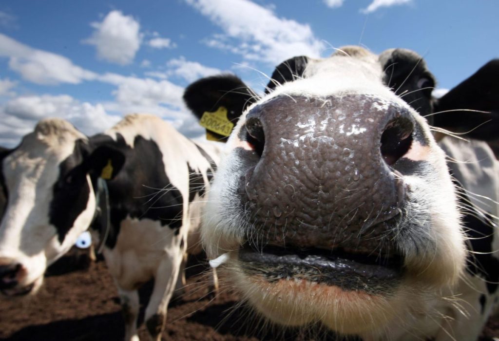 Thumbnail for Australia considers signing up to ‘cow fart’ pledge