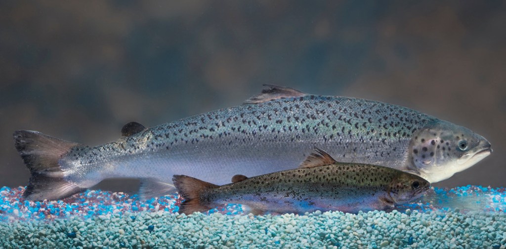 Thumbnail for GM salmon may be safe but they’re not coming to a store near you just yet