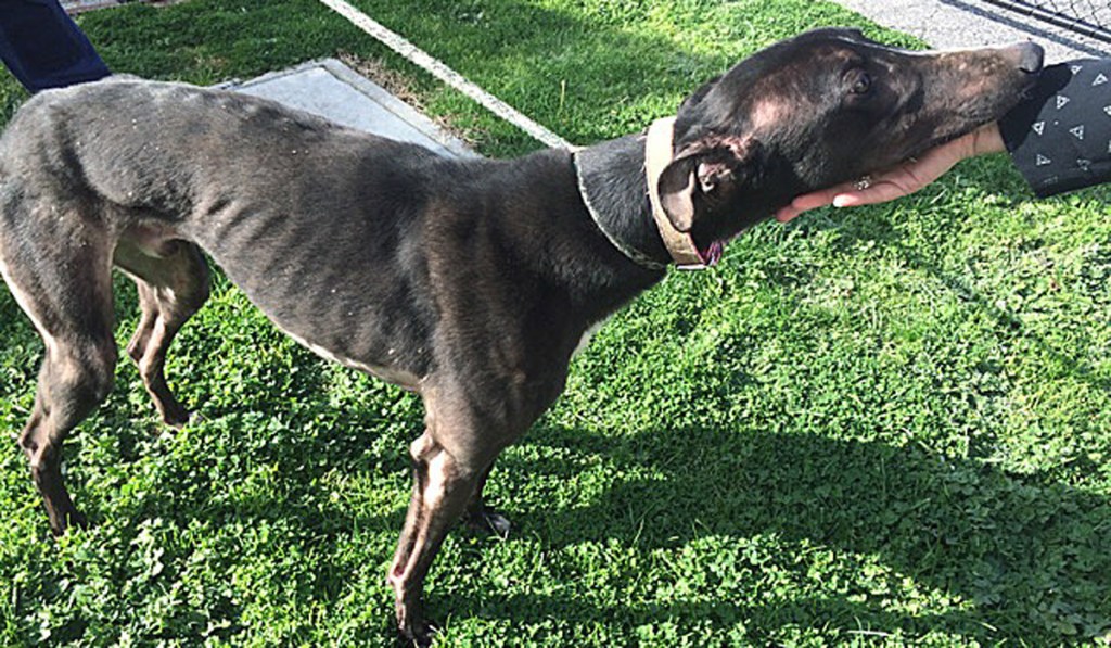 Thumbnail for SA greyhound industry refuses to disclose death toll