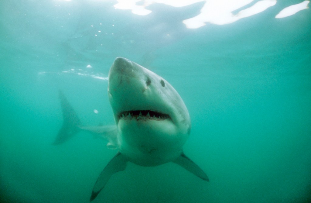 Thumbnail for Why SA’s “Jaws” sighting should be celebrated