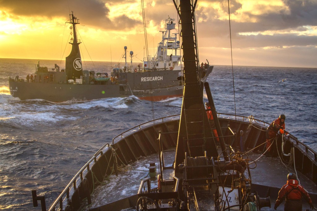 Thumbnail for Sea Shepherd joins SA anti-oil drill fight