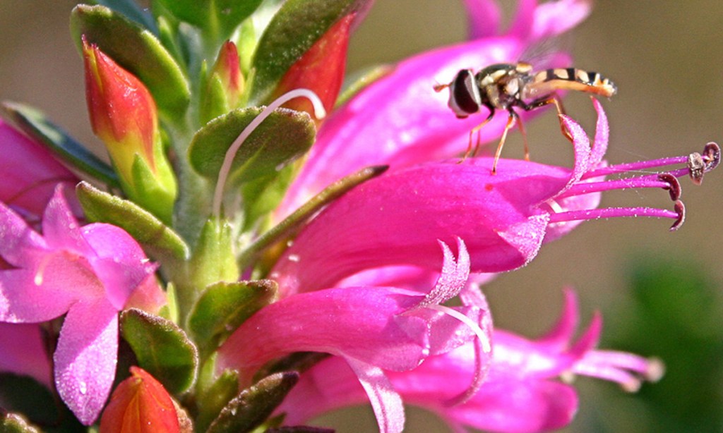 A pop of colour in the desert landscape. Photo: Australian Arid Lands Botanic Garden