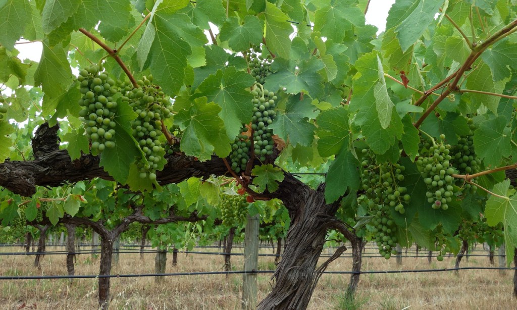 Thumbnail for SA heatwave jangles vigneron nerves