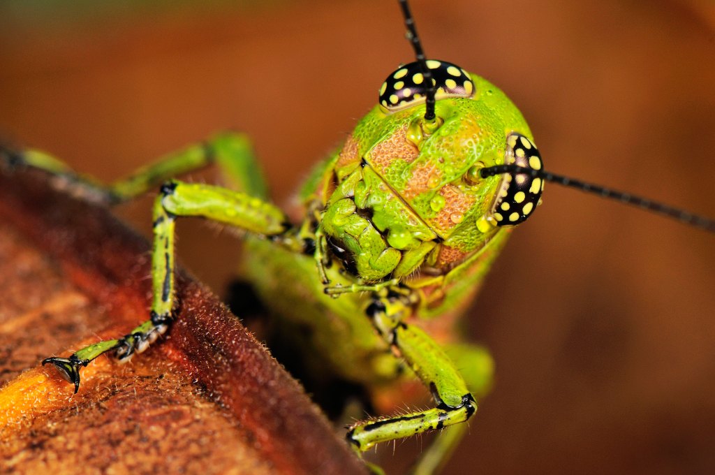 Thumbnail for Locust plague wipes out crops after rains