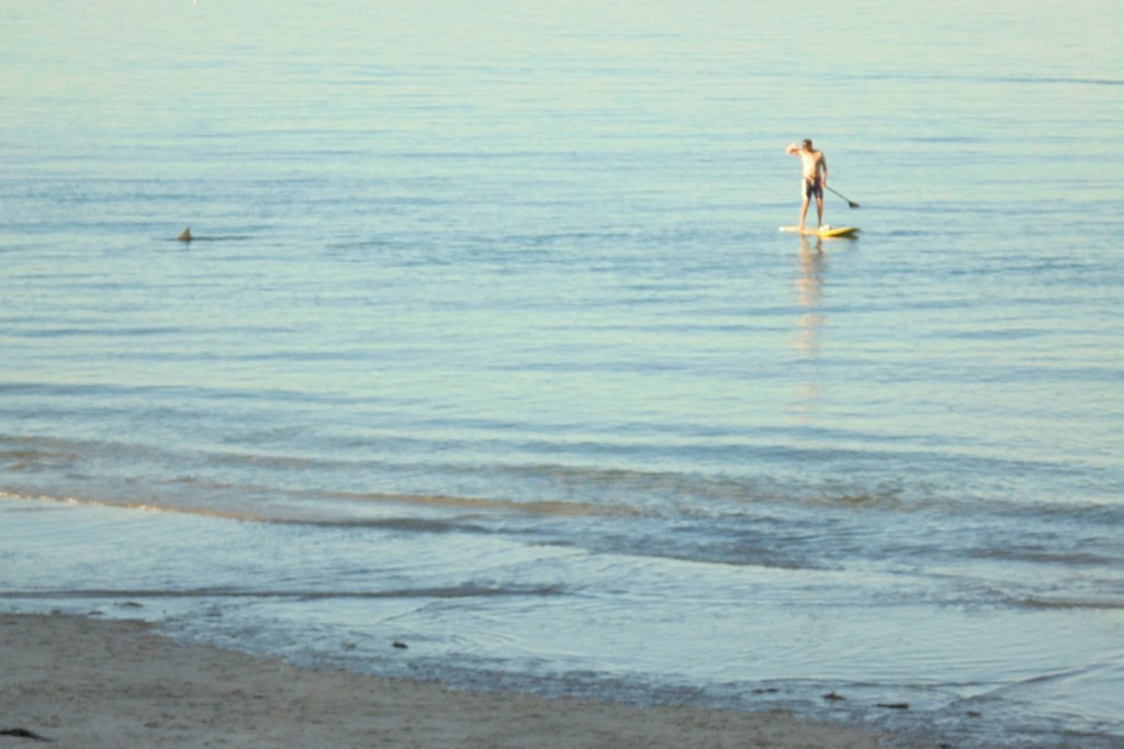 Thumbnail for Henley Beach shark encounter captured on camera
