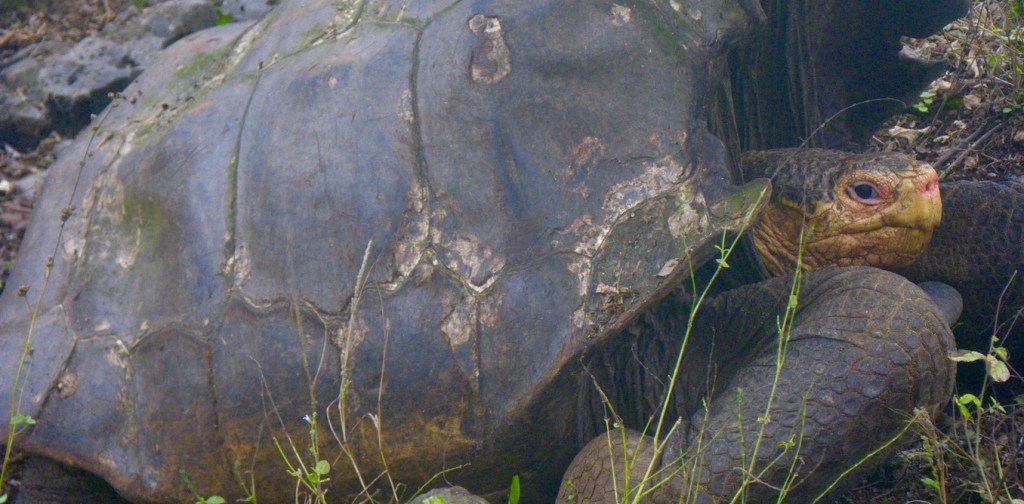 How we rediscovered ‘extinct’ giant tortoises in the Galápagos Islands – and how to save them
January 8, 2016 6.21am AEDT
One of the several precious giant tortoises recently found on Volcano Wolf, Galápagos Islands. Luciano Beheregaray