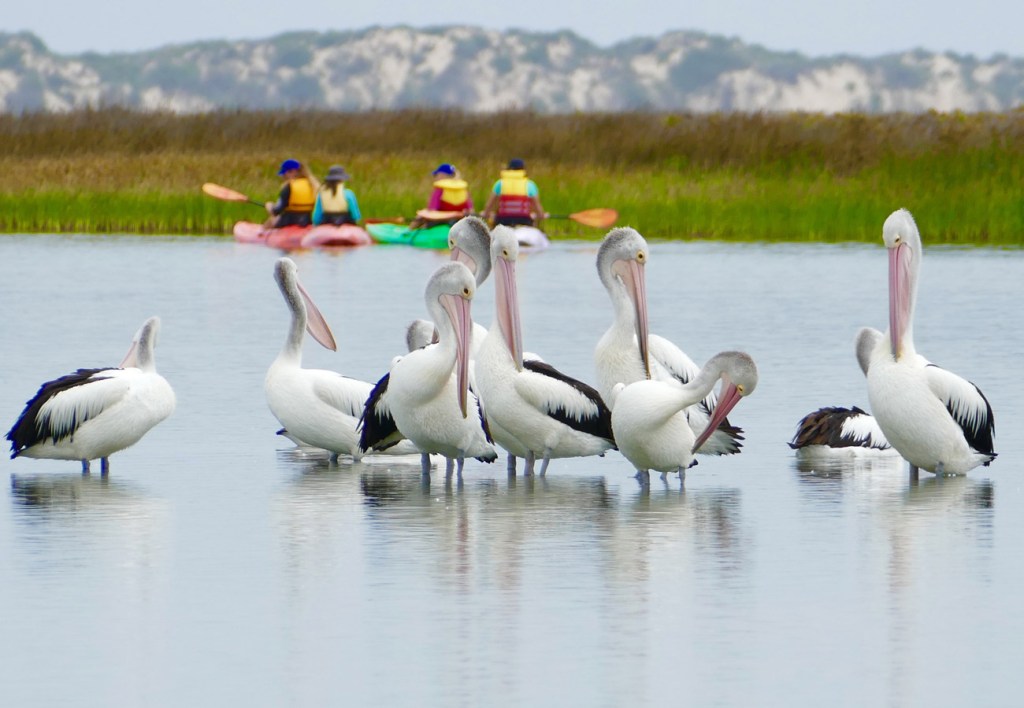 Winner of the DEWNR inaugural Coorong and Lakes photo competition in the "our wetlands" category: 'At one with nature' by Sally Grundy of Goolwa.
