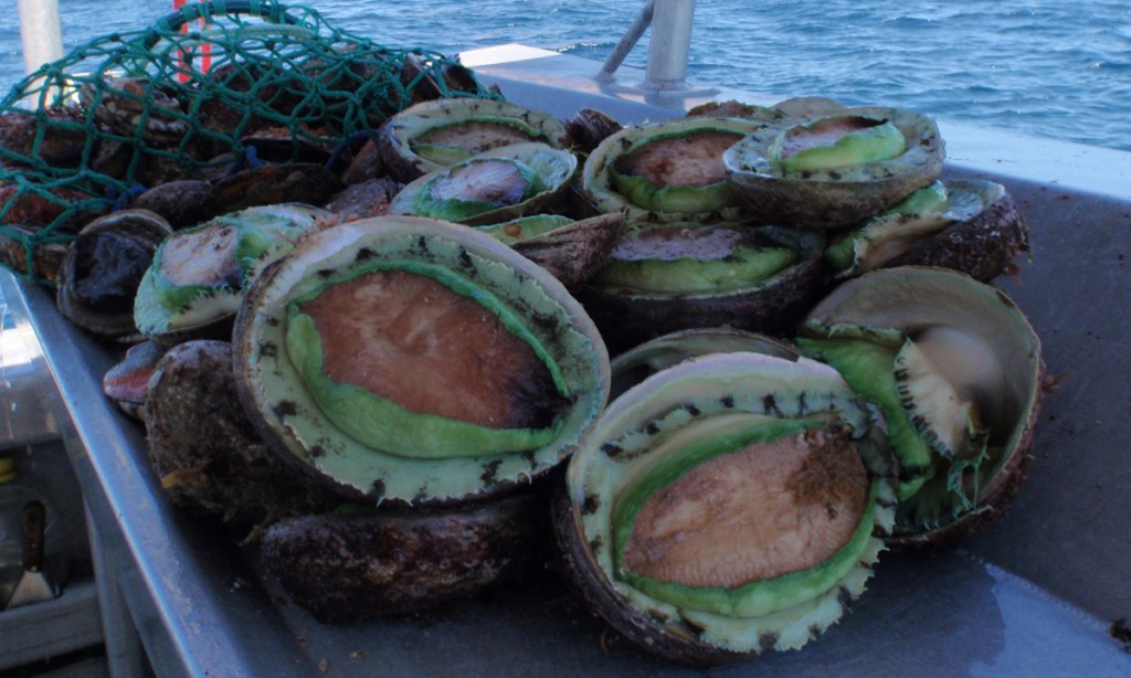Thumbnail for Seasonal seafood: Abalone