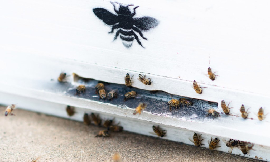 Thumbnail for Getting the buzz on urban honey