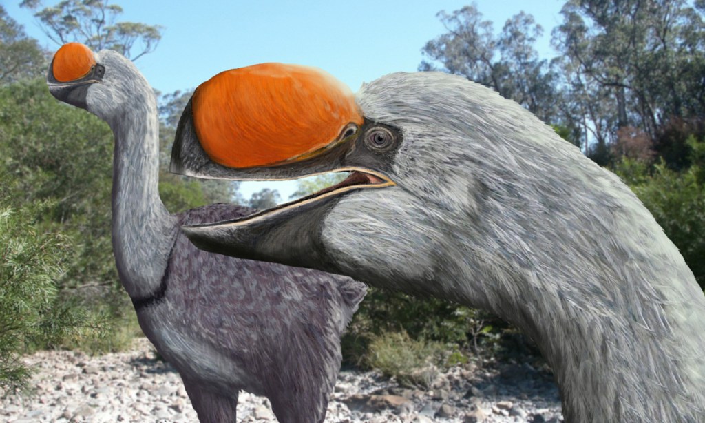 Thumbnail for Flinders researcher discovers ancestor of biggest bird ever