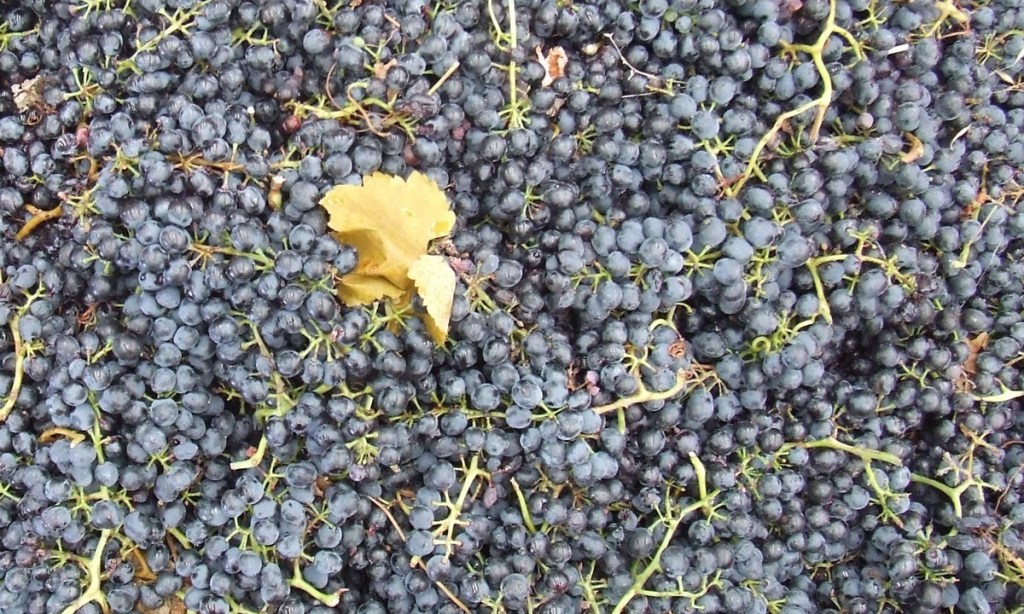 Thumbnail for Fingers crossed, it’s harvest time