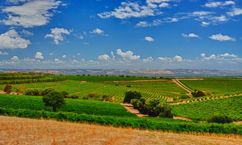 McLaren Vale vineyards. Photo: James Yu/flickr