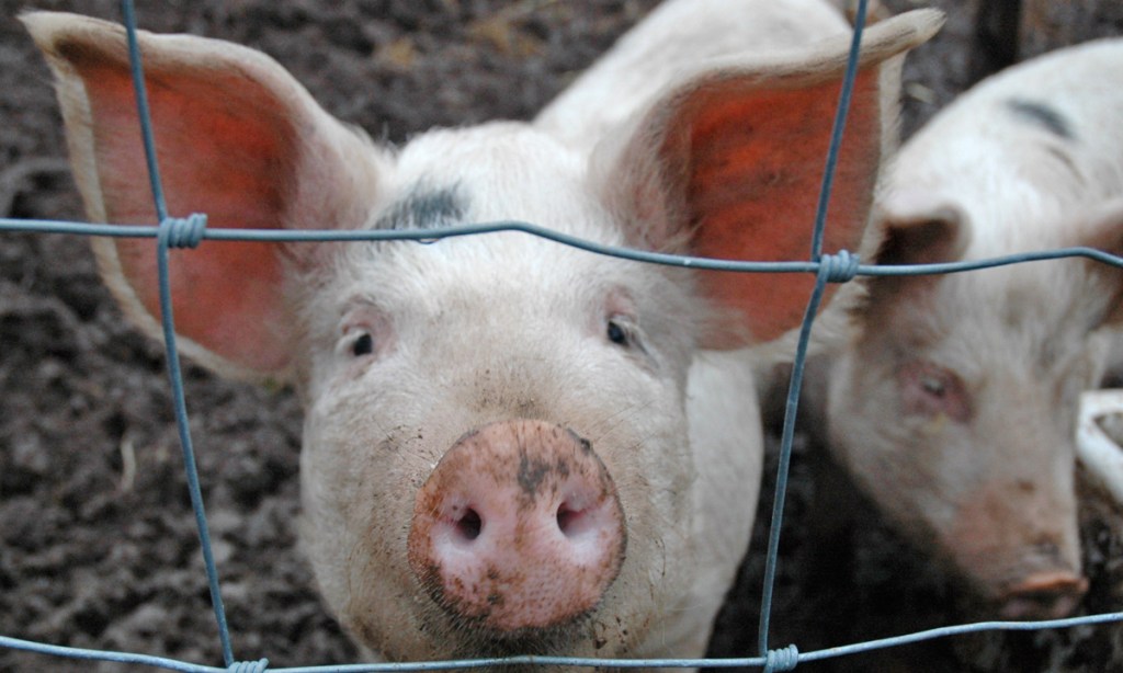 Thumbnail for If animals could talk, would you still eat meat?