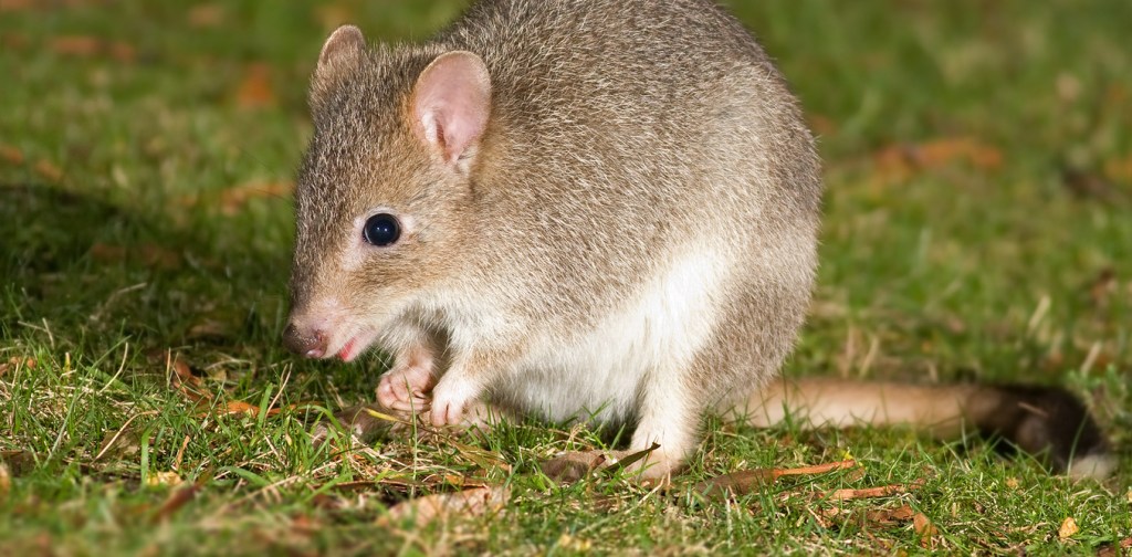 Thumbnail for Extinction means more than a loss of species to Australia’s delicate ecosystems