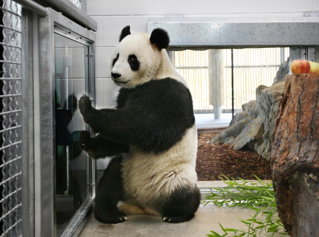 Thumbnail for “Pseudo-pregnancy” for Adelaide Zoo’s panda