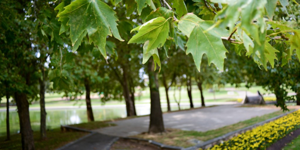 Actively reducing emissions within the park lands boundary will only get Adelaide so far in the city's quest for carbon neutrality. Photo: Nat Rogers/InDaily