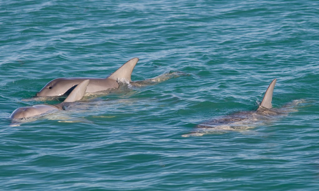 Thumbnail for SA sanctuary bid to save dolphins