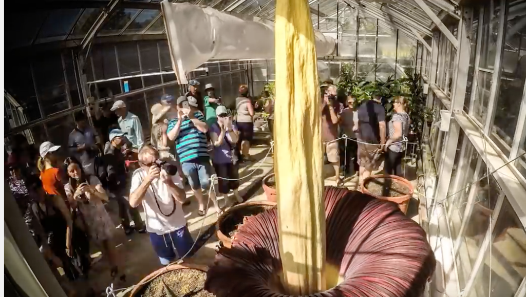 Thumbnail for Corpse flower brings life to Gardens’ social media