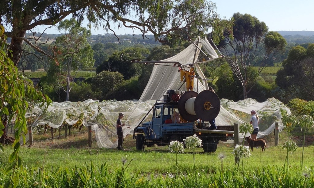 Workers unveiling of the vines at Ironheart Vineyard on March 5, ready to start picking.
