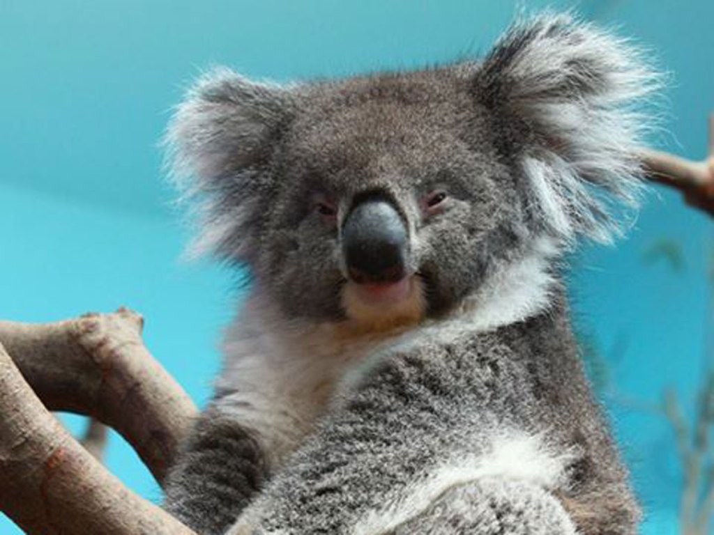 Thumbnail for Disease claims SA koala in Chinese wildlife program
