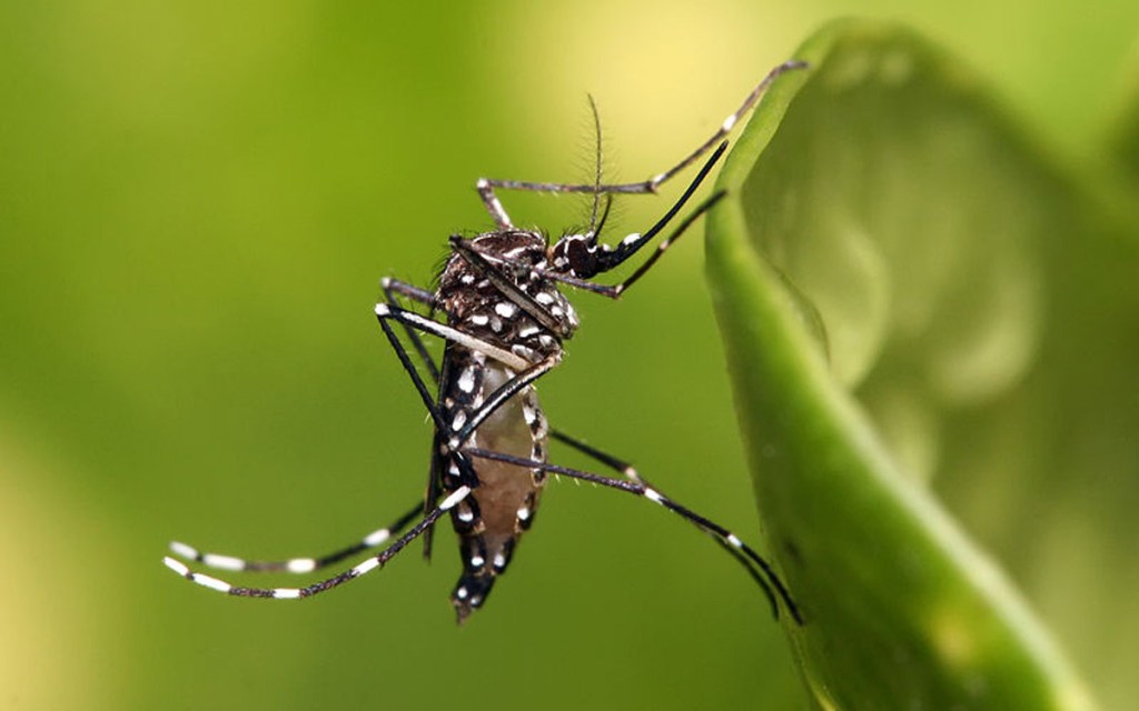 Thumbnail for Zika virus detected in SA