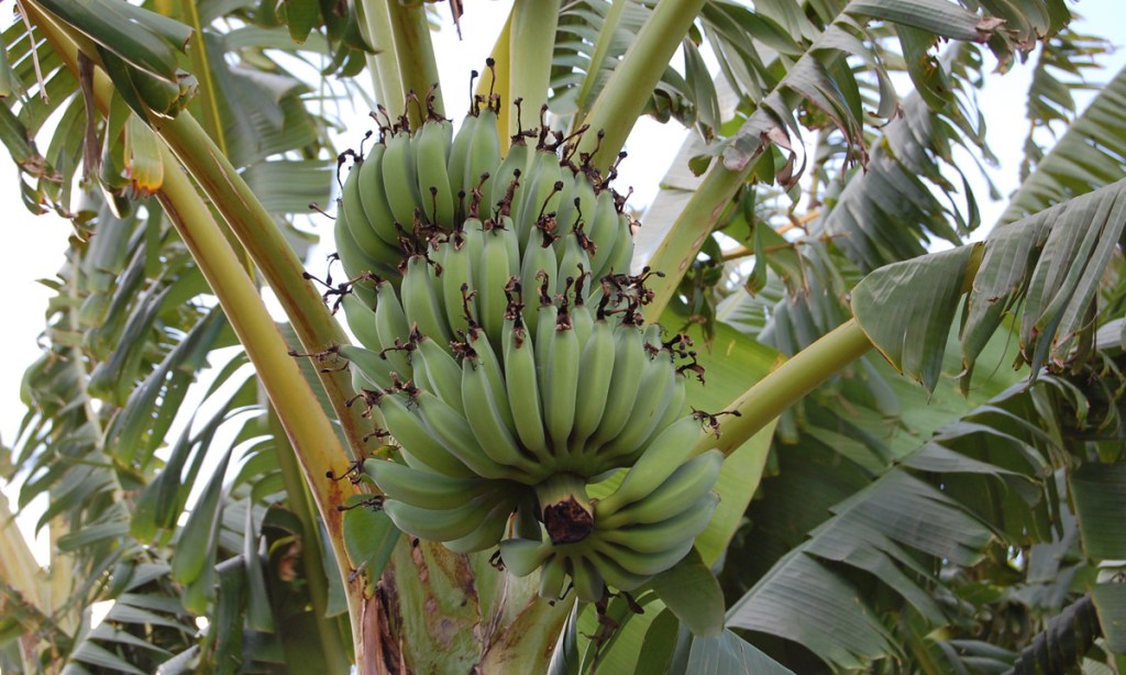 Thumbnail for Gawler market gardeners go bananas
