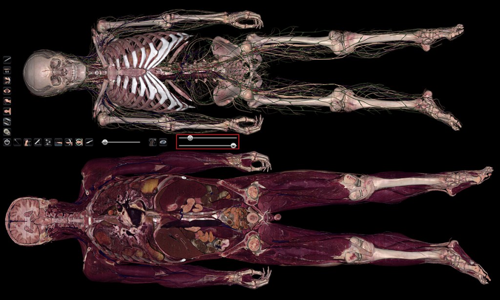 The life-size medical devices offer the most technologically advanced system for human anatomy education in the world.