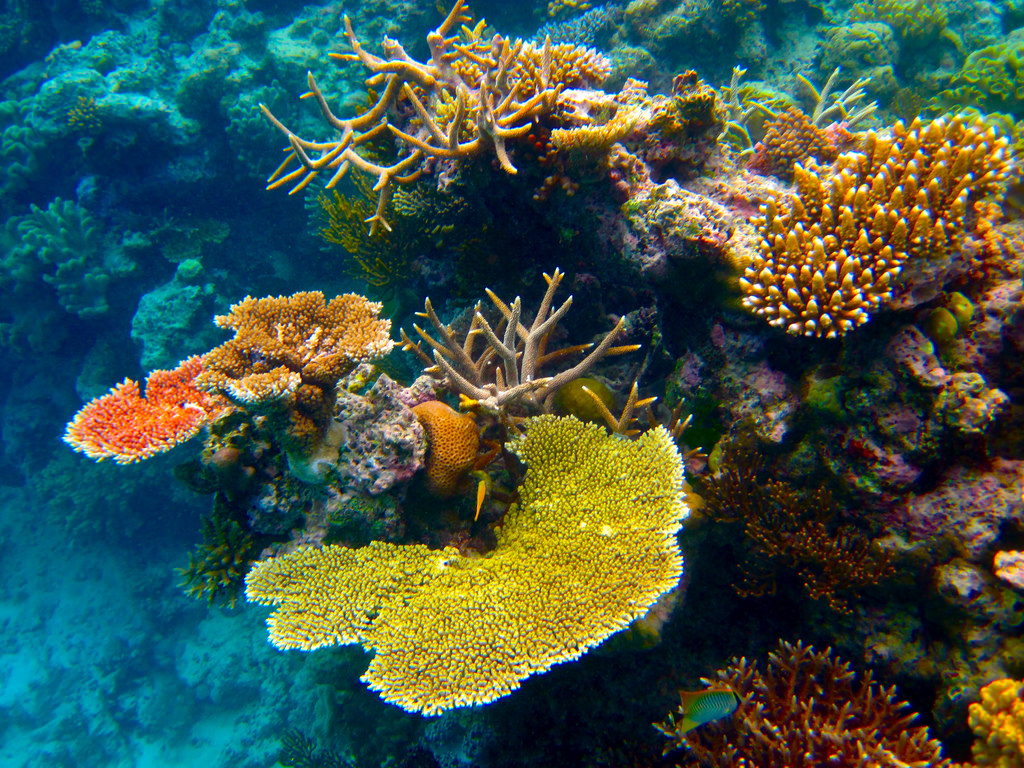 Thumbnail for 114 natural World Heritage sites ‘at risk’