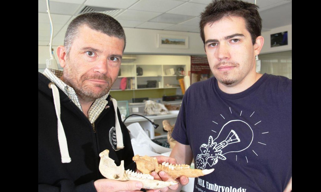 Researchers Aidan Couzens and Gavin Prideaux examining the teeth of extinct kangaroos at the Palaeontology Laboratory at Flinders University, Adelaide. 