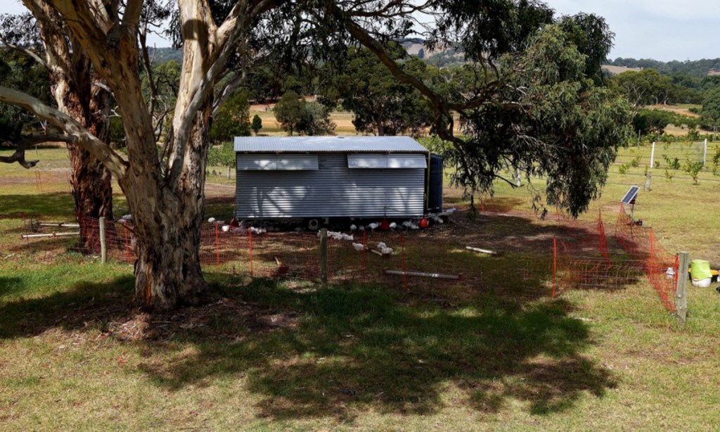 On very hot days, the coop and run can be moved from the vineyard into the shade.