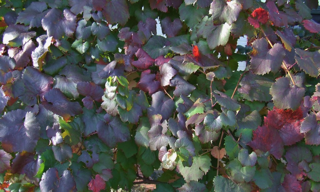 Thumbnail for A touch of autumn burnish