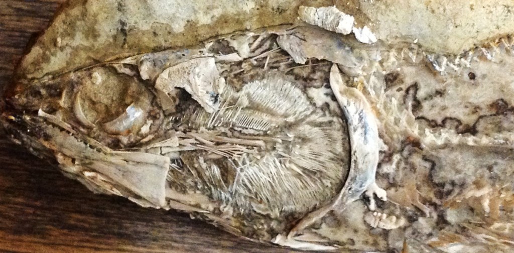 This 119 million year old fish, Rhacolepis, is the first fossil to show a 3D preserved heart which gives us a rare window into the early evolution of one of our body’s most important organs. Dr John Maisey, American Museum of Natural History in New York, Author provided.