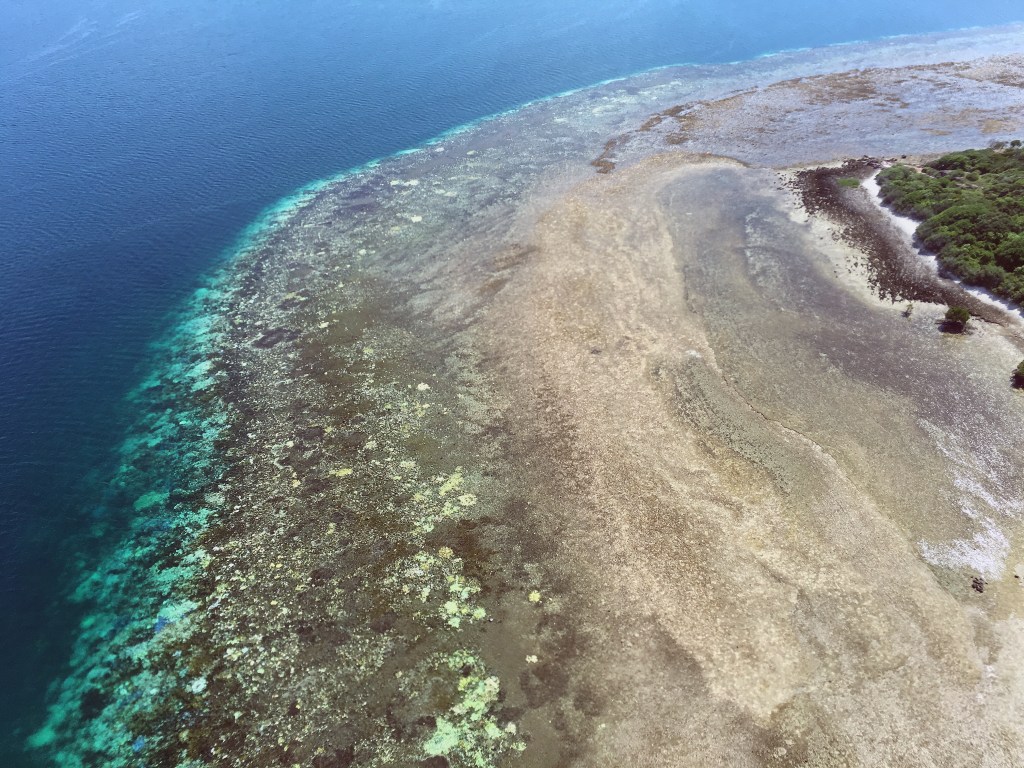 Thumbnail for Coral death toll high on reef: scientists