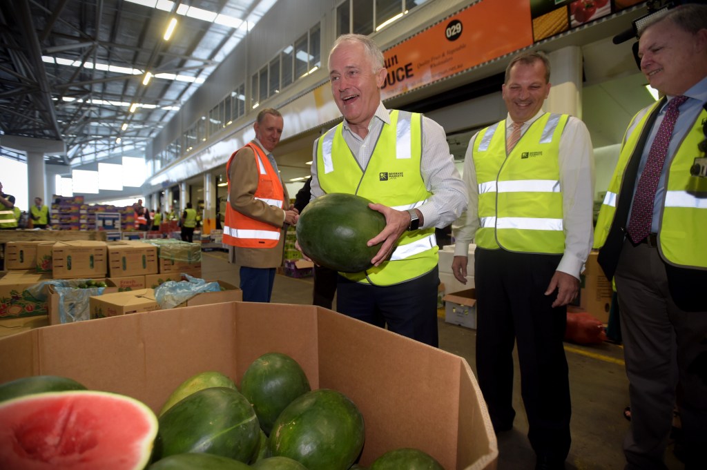 Prime Minister Malcolm Turnbull gets hands on today at the Brisbane Produce Market. Photo: AAP/Lukas Coch