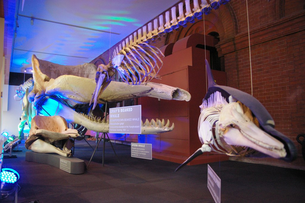 Thumbnail for SA Museum’s marine mammal collection: what’s there, what’s missing?